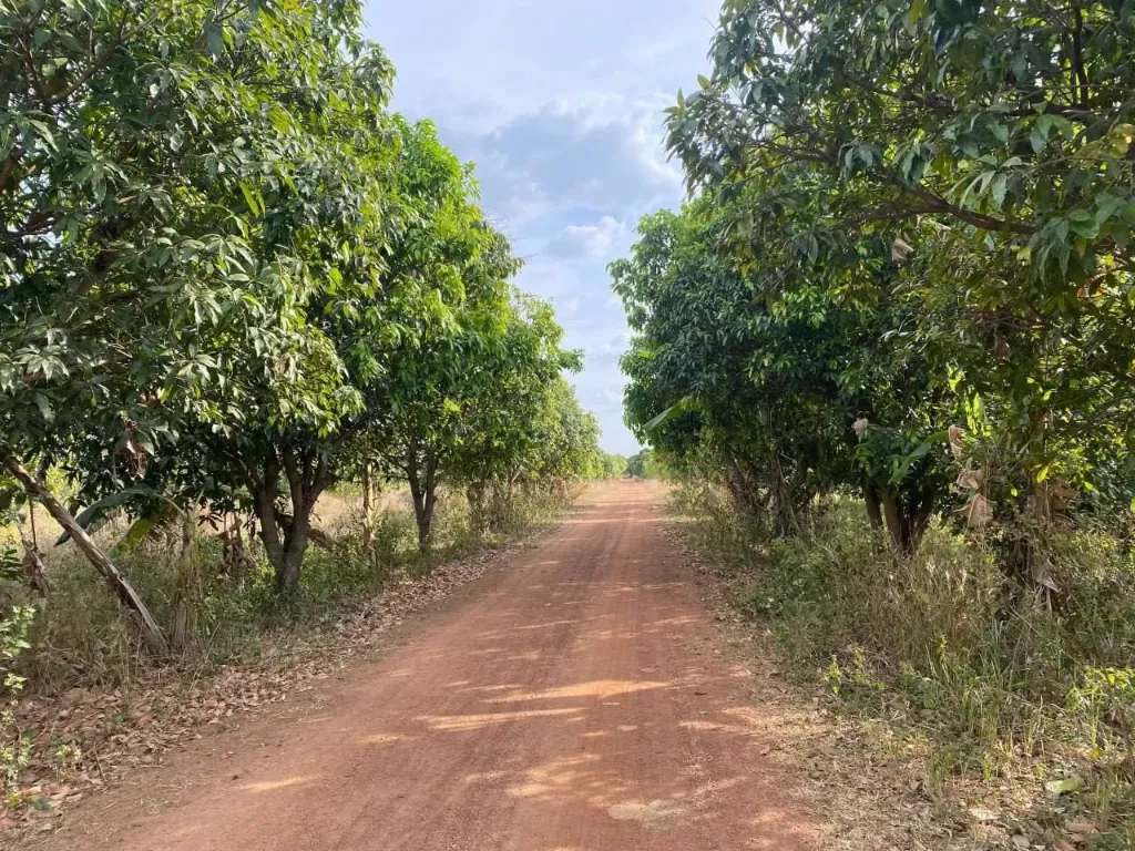 [L15] 44号路芒果庄园土地